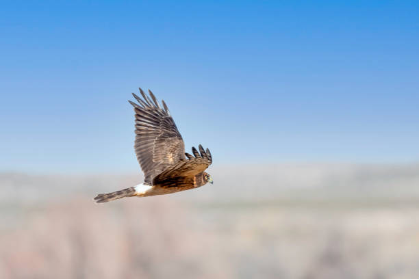 istock Northern Harrier Hawk on the hunt 1291471316