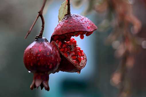 View of two red ripe pomegranates on the branch in a rainy winter day.