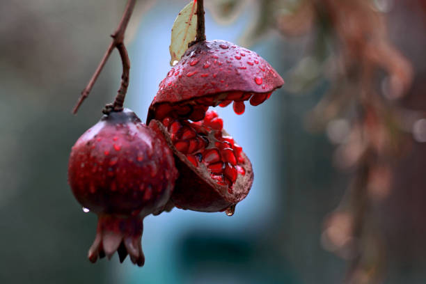 красный спелый гранат - pomegranate pomegranite tree tree leaf стоковые фото и изображения