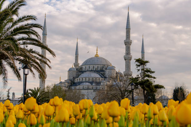 istock Yellow tulips and Sultanahmet Mosque 1291471983