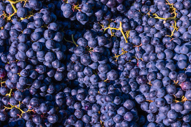 istock Bunch of blue grapes with stalks 1291473755