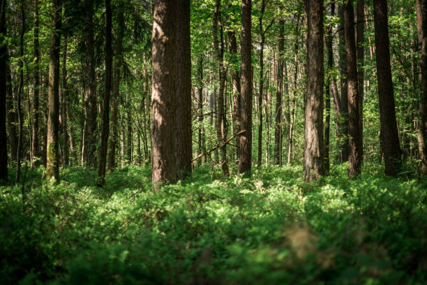 luz solar en el bosque espeso - pino conífera fotos fotografías e imágenes de stock