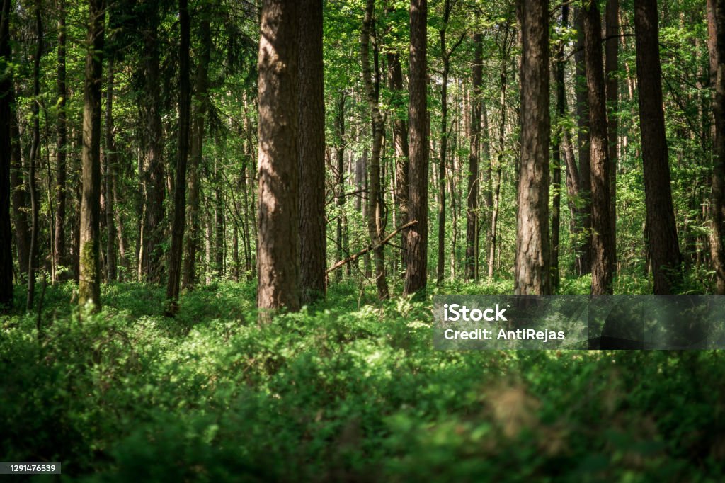 Sunlight in thick forest Sunlight in thick forest in upper palatinate Forest Stock Photo