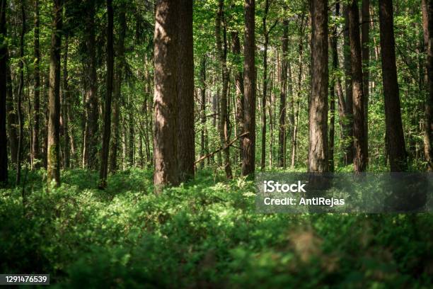 Sunlight In Thick Forest Stock Photo - Download Image Now - Forest, Woodland, Pine Tree