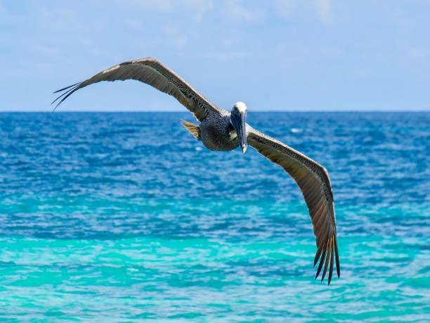 istock The Caribbean Pelican 1291478114