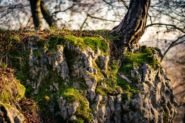 arbre de bouleau se cultivant sur la roche - beautiful tree day rock photos et images de collection