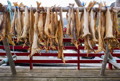 Drying stockfish cod in authentic traditional fishing village with traditional red rorbu houses in summer in Norwegian fjord. Lofoten islands, Norway.