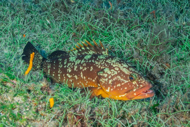 турция grouper - living organism process horizontal close up underwater стоковые фото и изображения