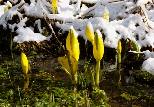 When winter snow meets spring's skunk cabbage growing in the bog