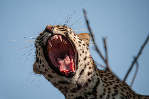 African Leopard at Etosha National Park in Kunene Region, Namibia. She’s an aged female, blind in one eye.