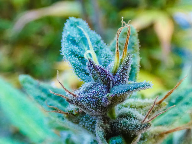 istock Cannabis of Paradise 1291494034
