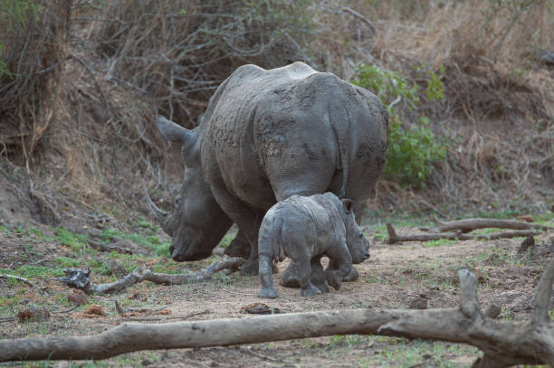 istock White Rhino Cow and Calf 1291494559