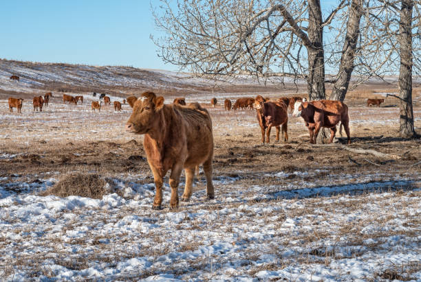 vacas em beiseker - winter agriculture ranch field - fotografias e filmes do acervo