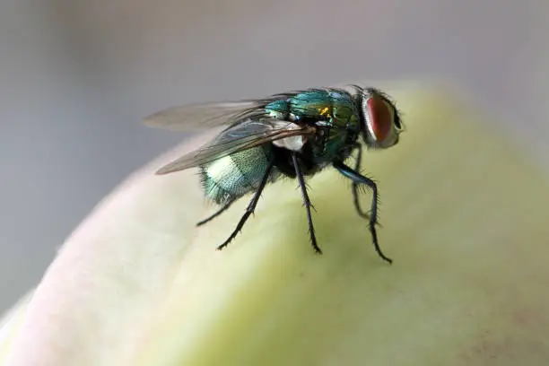 Fly, flies, house fly, horse fly, fruitfly