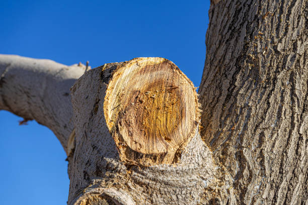 istock Pruned chainsaw cut on a Mulberry tree branch 1291499852