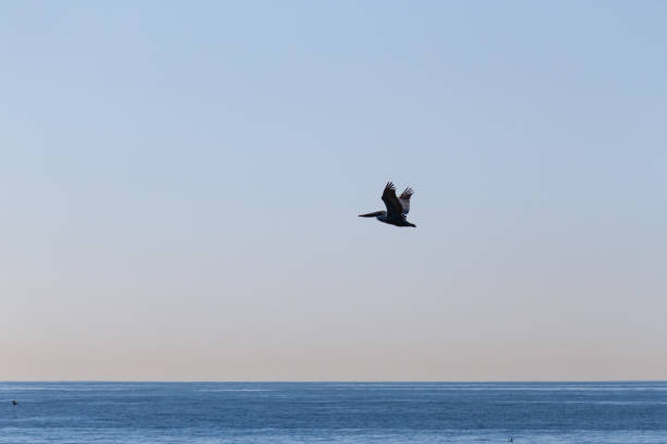 istock Pelican Flying Across the Ocean 1291501628