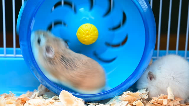 Funny Hamster Stock Videos and Royalty-Free Footage - iStock
