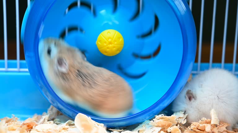 Funny Hamster Stock Videos and Royalty-Free Footage - iStock Funny Hamster Stock Videos and Royalty-Free Footage - iStock
