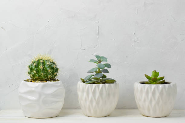 istock Different succulent plants in different pots. Indoor plants at home on a white shelf. There is room for text. Minimalism. 1291504786