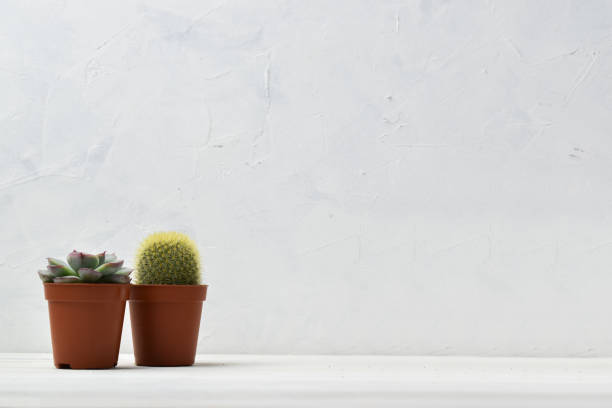 istock Different succulent plants in different pots. Indoor plants at home on a white shelf. There is room for text. Minimalism. 1291504793