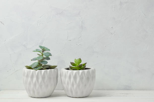 istock Various indoor flowers in white pots. Succulents 1291504799
