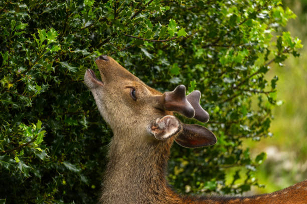 istock The young wild deer in Killarney National Park 1291505513