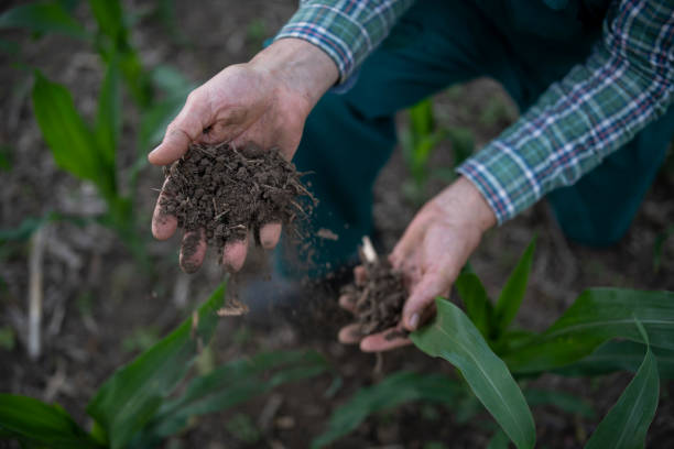 istock Farmer examining soil in agriculture field. 1291506657