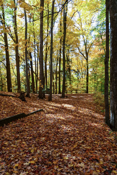 istock Autumn forest pathway at Kortright Centre Conservation, Woodbridge, Vaughan, Canada 1291506979