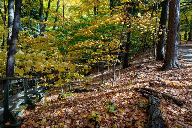 Photo of Autumn forest pathway at Kortright Centre Conservation, Woodbridge, Vaughan, Canada