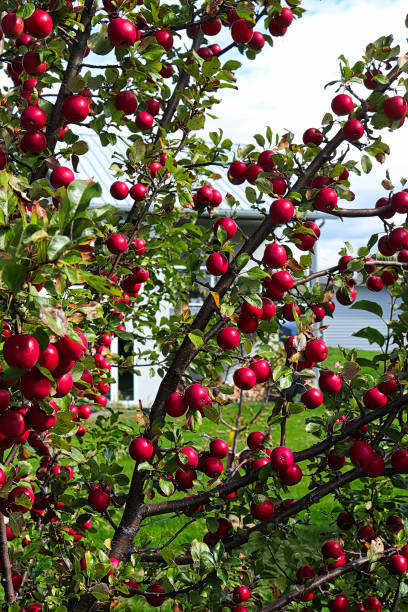 istock Branches on an tree covered in ripe crabapples 1291508814