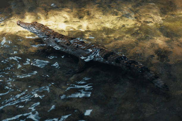 istock Caiman in the water 1291509719