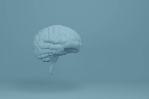 istock Brain human anatomy 3D - Isolated brain anatomy structure. Illustration. 1291509764