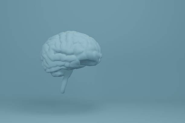 anatomia humana cerebral 3d - estrutura isolada de anatomia cerebral. ilustração. - brain human spine brain stem cerebellum - fotografias e filmes do acervo