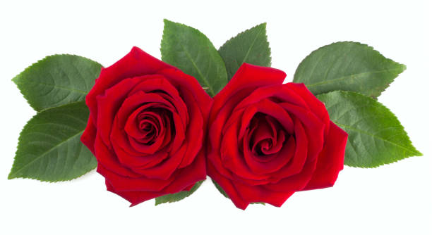 istock Red rose flowers and leaves on white 1291509907