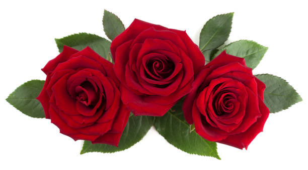 istock Red rose flowers and leaves on white 1291509922