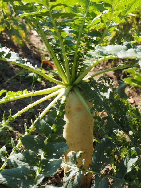 istock Japanese radish growing in winter vegetable field 1291512830