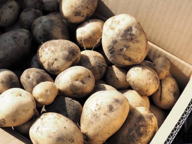 istock Cardboard box full of popatoes 1291512930