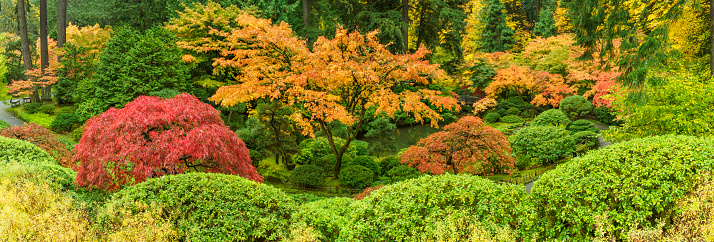 The pond area at the Portland Japanese Garden in Portland, Oregon. Looking down on fall colored trees and bushes. Edited. I am a Photographer level member of the Portland Japanese Garden as required by the garden for Commercial use of photos.