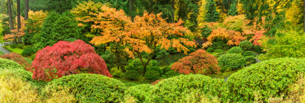 Japanese Garden Pond From Above Fall Colors Portland Oregon Panoramic The pond area at the Portland Japanese Garden in Portland, Oregon. Looking down on fall colored trees and bushes. Edited. I am a Photographer level member of the Portland Japanese Garden as required by the garden for Commercial use of photos. portland japanese garden stock pictures, royalty-free photos & images