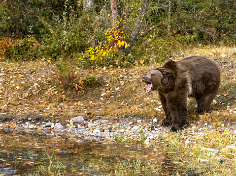 Grizzly standing on a beach in the Great Bear Rainforest with its reflection in the water