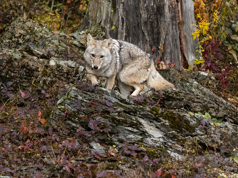 Coyote Canis latrans stalking prey on a hillside with large rocks and tree stump. Has an intense look in its eyes. A game farm in Montana, with animals in natural settings. Captive.