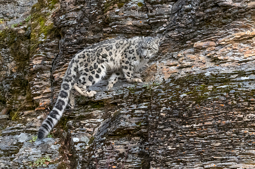 A Snow Leopard staring down from above. This is on a hillside rock wall in the autumn. A game farm in Montana, with animals in natural settings. Property released. Captive.
