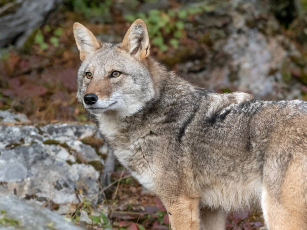 istock Coyote Canis latrans Standing with Intense Look Captive 1291515705