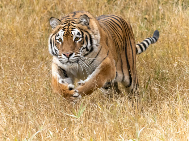 Siberian Tiger Leaping in Grass Natural Setting Captive A captive Amur Tiger (Siberian Tiger). Siberian tigers are the largest cats in the world. Panther Tigris Altaica. A game farm in Montana, with animals in natural settings. Edited. prowling stock pictures, royalty-free photos & images