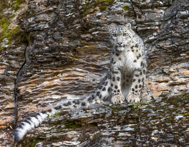istock Snow Leopard Sitting Staring on Rocky Hill Natural Setting Captive 1291515852