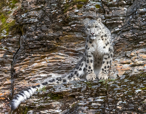 Snow leopard walking on the snow in a zoo