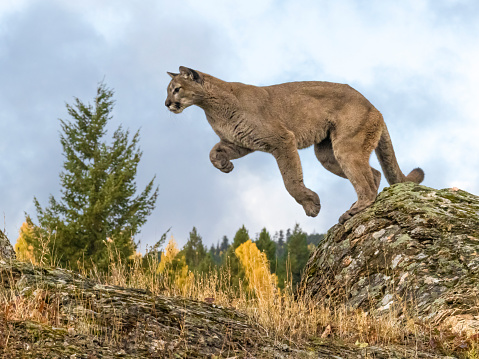 A captive Mountain Lion jumping between to large rocks. A game farm in Montana, with animals in natural autumn settings.