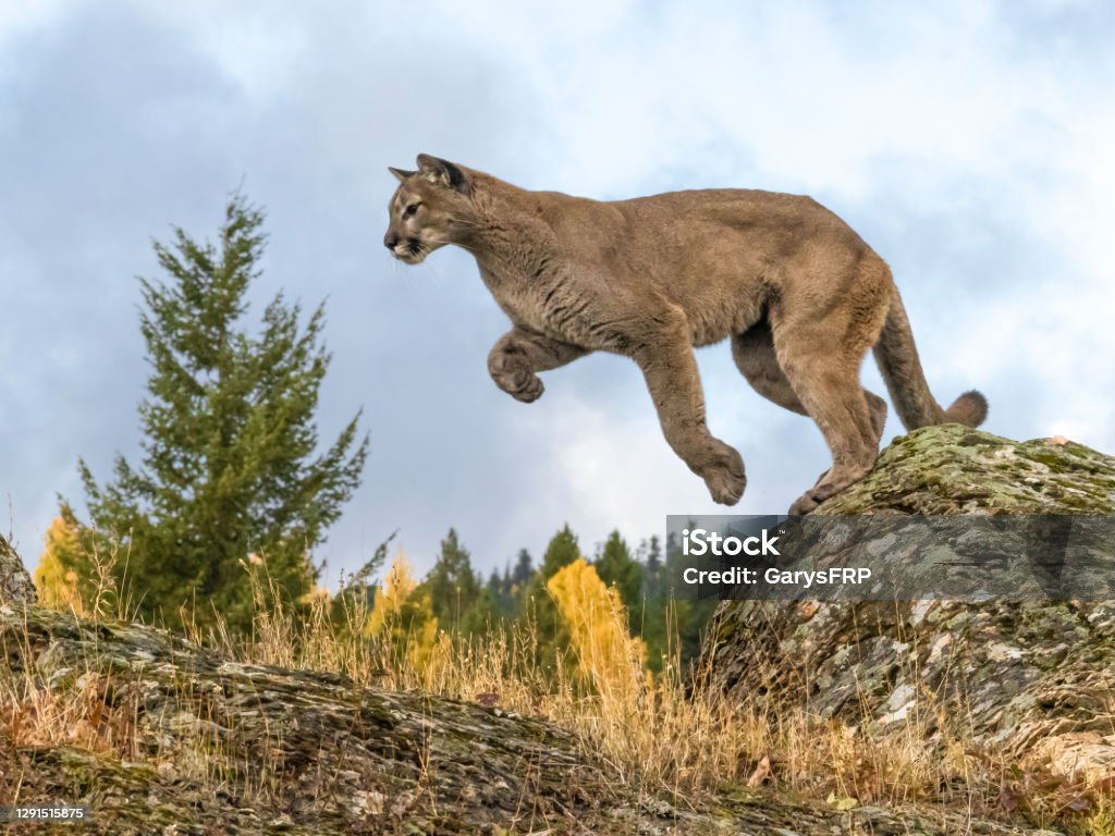 Cougar Jumping in Natural Autumn Setting Captive A captive Mountain Lion jumping between to large rocks. A game farm in Montana, with animals in natural autumn settings. Mountain Lion Stock Photo
