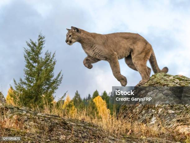 Cougar Jumping In Natural Autumn Setting Captive Stock Photo - Download Image Now - Mountain Lion, Animals Hunting, Motion
