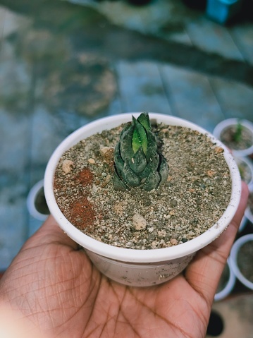 Haworthia Coarctata it is a slow growing succulent native to south Africa.